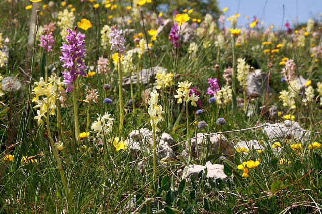 Simbruini:Un mare di orchidee